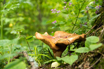 A mushroom growing in the grass in the forest on a sunny summer day