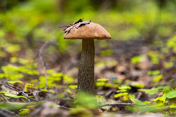 A mushroom growing in the grass in the forest on a sunny summer day