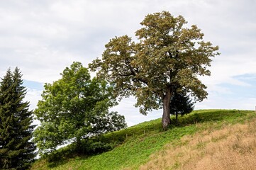 tree on a hill