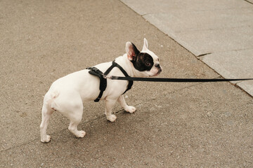 Outdoors shot of a cute white black french bulldog walking on the street with a leash.