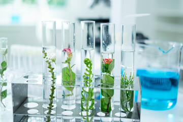 Close up look of an eco or botany and plants test tube or glassware and Scientist is holding and testing a result of natural product and organic cosmetic health care. eco laboratory microbiology.