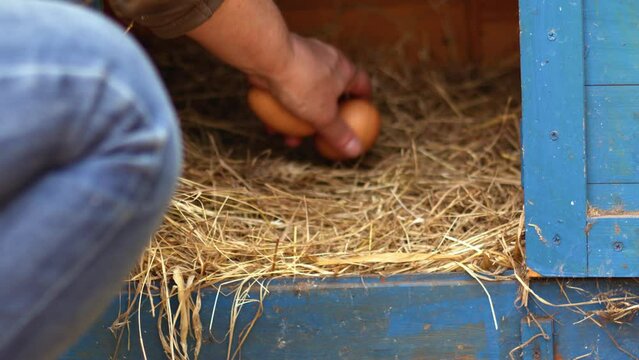 Collecting freshly laid eggs from chicken coop 