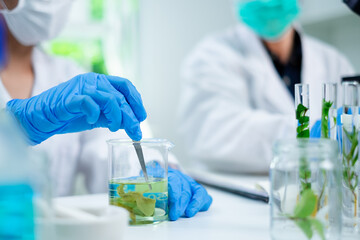 Concept of algae, algaculture and seaweed in laboratory. Researcher or scientist is working with...