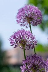 Allium hollandicum persian onion dutch garlic purple sensation flowering plant, ornamental flowers in bloom
