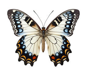 white butterfly with blue pattern, isolated