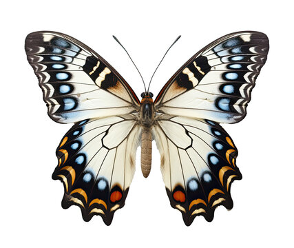 Fototapeta white butterfly with blue pattern, isolated