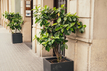 Two potted tree plants outdoors near white stone building on an european street.