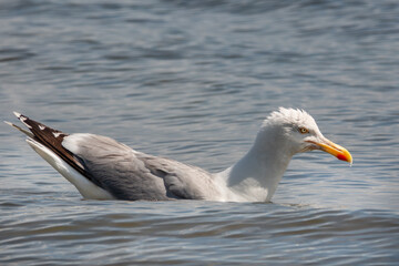 Schwimmende Sturmmöwe in der dänischen Ostsee