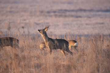 A herd of Roe deer (Capreolus capreolus) grazing in a meadow on a morning autumn day