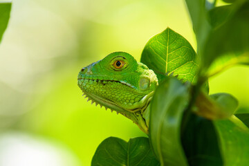 Iguana verde entre hojas.