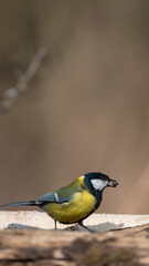 Great Tit (Parus major) eating black sunflower seeds