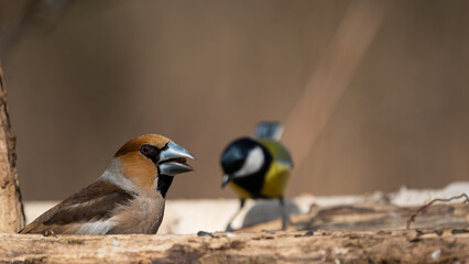 The colorful hawfinch (Coccothraustes coccothraustes)