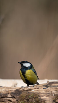 Great Tit (Parus major) sitting on branch