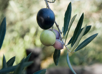 Olives of different size and color on a branch