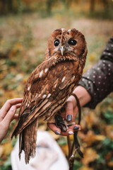owl