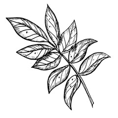 Branch with leaves. Hand drawn vector illustration on isolated background in outline style. Botanical detailed drawing painted by black inks for icon or logo. Contour monochrome sketch for invitations
