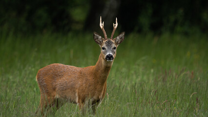 Male Roe Deer (Capreolus capreolus) with large antlers. Walks on a green meadow