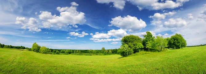 Poster Beautiful panoramic background of the green field in natural park. © candy1812