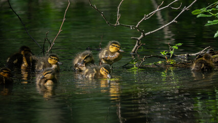 Family of Mallard ducklings (Anas platyrhynchos) warming up in the sun