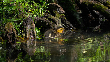Calm baby Mallard (Anas platyrhynchos) swimming on pond water