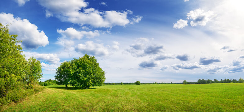 Beautiful panoramic background of the green field in natural park.