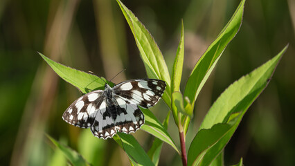 The Marbled White Butterfly (Melanargia galathea) with open wings on green leaf