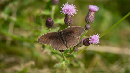 The Meadow brown butterfly (Maniola jurtina) sits on flower