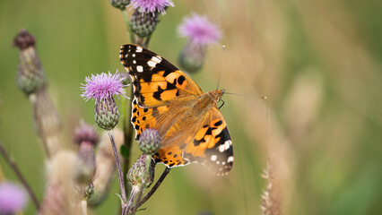 Painted Lady (Vanessa Cardui) warms up in the sun with open wings