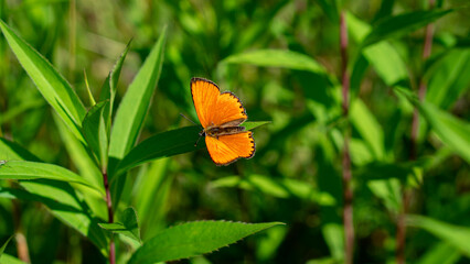 Beautiful small orange butterfly scarce copper (Lycaena Virgaureae) with open wings