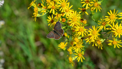 Sooty copper (Lycaena Tityrus) butterfly on yellow wildflowers