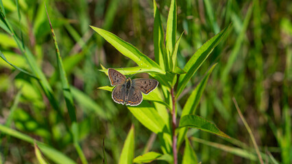 Sooty copper (Lycaena Tityrus) butterfly on green leaf