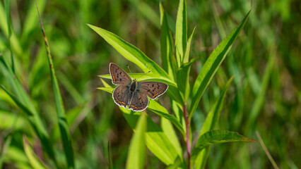 Sooty copper (Lycaena Tityrus) butterfly on green leaf