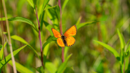 Beautiful small orange butterfly scarce copper (Lycaena Virgaureae)