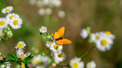 The Scarce copper (Lycaena Virgaureae) butterfly sits on wildflowers