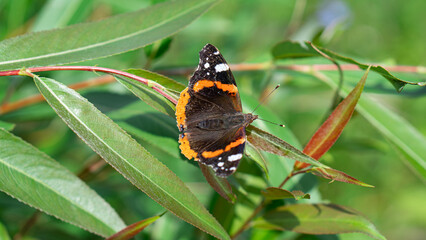 Red admiral butterfly (Vanessa atalanta) with black wings, orange bands, and white spots