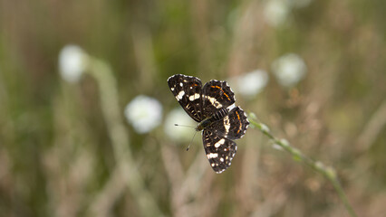 The Poplar Admiral (Limenitis populi) warms up on a plant with spread wings
