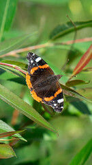 Red admiral butterfly (Vanessa atalanta) warms up on a plant with spread wings