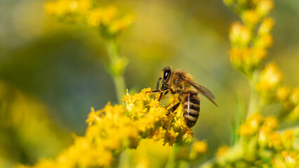 The honey bee (Apis mellifera) collects nectar from plants