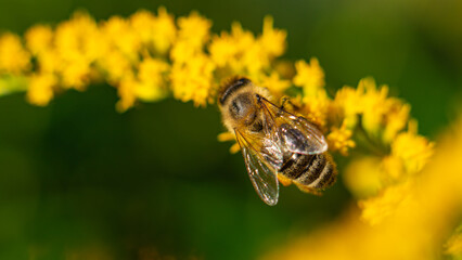 The honey bee (Apis mellifera) collects nectar from plants