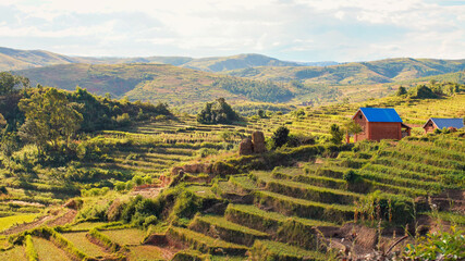 Typical Madagascar landscape - green and yellow rice terrace fields on small hills with clay houses...