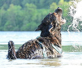 dog funny in the water