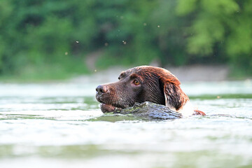 dog funny in the water