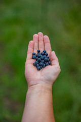 Wild Blaubeeren