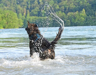 dog funny in the water
