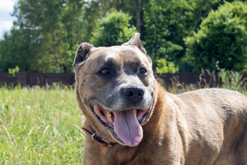 Staffordshire Terrier in the field, closeup portrait