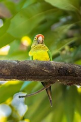 Perico sobre una rama