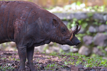 Close up photo of a Babirusa Sulawesi Utara ( Babyrousa celebensis )