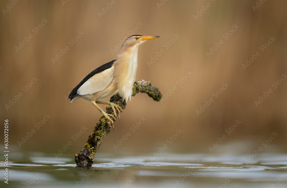 Sticker little bittern ( ixobrychus minutus ) close up