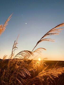 Planta&ccedil;&atilde;o no por do sol dourado na cidade de Maring&aacute; no Paran&aacute;, Brasil.