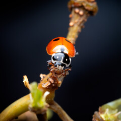 macro of a caterpillar